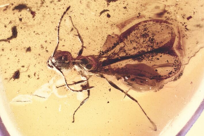 Detailed Fossil Winged Ant (Myrmicinae) In Baltic Amber #381221